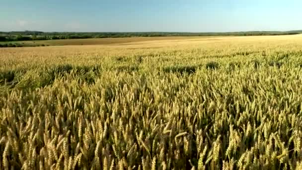 Hvede felt. Guldører af hvede på marken. Baggrund for modning ører af eng hvedemark. Rig høst. Landbrug med naturprodukter . – Stock-video
