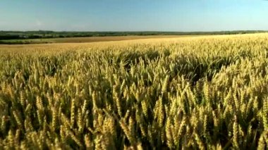 Buğday tarlası. Tarlada buğdayın altın kulakları. Çayır buğday tarlasının olgunlaşma kulaklarıarka. Zengin hasat. Doğal ürün tarımı.
