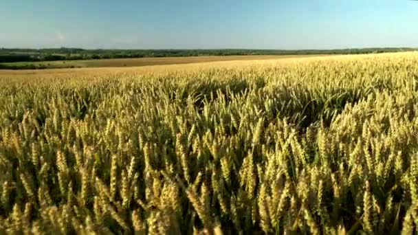 Campo de trigo. espigas doradas de trigo en el campo. El fondo de las espigas que maduran del campo de trigo del prado. Cosecha rica. Agricultura de productos naturales . — Vídeo de stock