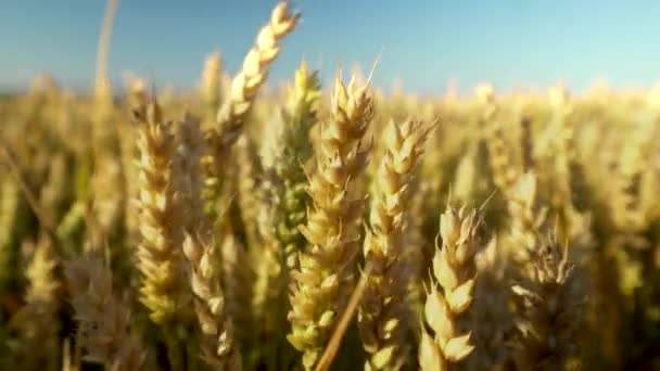 Weizenfeld. goldene Ähren auf dem Feld. Hintergrund der reifenden Ähren der Weizenwiese. Reiche Ernte. Landwirtschaft mit Naturprodukten.