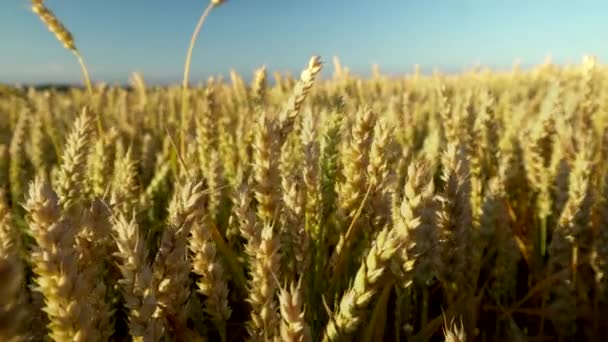 Campo de trigo. Orelhas douradas de trigo no campo. Fundo de amadurecimento orelhas de campo de trigo prado. Colheita rica. Agricultura do produto natural . — Vídeo de Stock