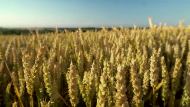 Пшеничное поле. Золотые колосья пшеницы на поле. Фон спелых колосьев лугового пшеничного поля. Богатый урожай. Сельское хозяйство натурального продукта . — стоковое видео