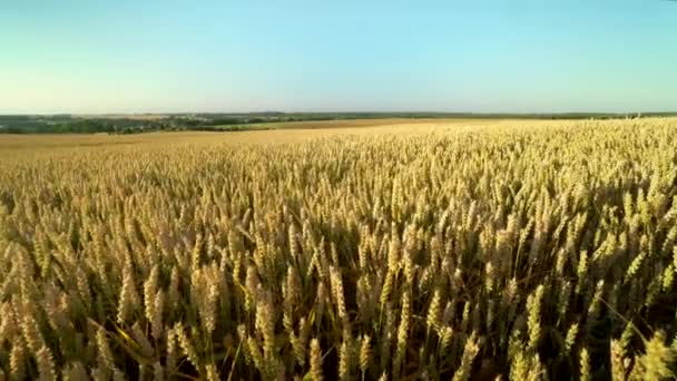 Buğday tarlası. Tarlada buğdayın altın kulakları. Çayır buğday tarlasının olgunlaşma kulaklarıarka. Zengin hasat. Doğal ürün tarımı. — Stok video