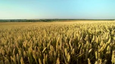 Buğday tarlası. Tarlada buğdayın altın kulakları. Çayır buğday tarlasının olgunlaşma kulaklarıarka. Zengin hasat. Doğal ürün tarımı.