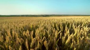 Buğday tarlası. Tarlada buğdayın altın kulakları. Çayır buğday tarlasının olgunlaşma kulaklarıarka. Zengin hasat. Doğal ürün tarımı.
