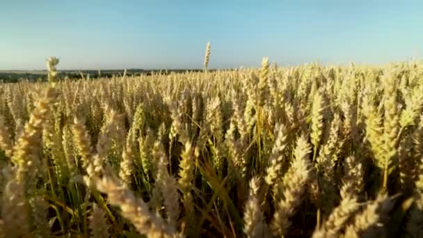 Champ de blé. Des épis de blé dorés sur le champ. Contexte de mûrissement des épis du champ de blé de prairie. Une récolte riche. Agriculture de produits naturels . — Video