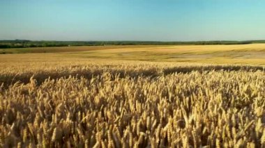 Buğday tarlası. Tarlada buğdayın altın kulakları. Çayır buğday tarlasının olgunlaşma kulaklarıarka. Zengin hasat. Doğal ürün tarımı.