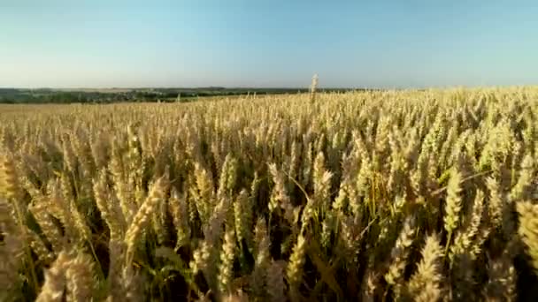 Champ de blé. Des épis de blé dorés sur le champ. Contexte de mûrissement des épis du champ de blé de prairie. Une récolte riche. Agriculture de produits naturels . — Video