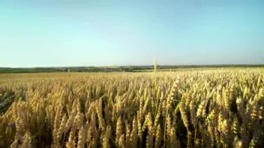 Buğday tarlası. Tarlada buğdayın altın kulakları. Çayır buğday tarlasının olgunlaşma kulaklarıarka. Zengin hasat. Doğal ürün tarımı.
