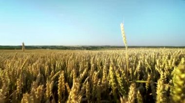 Buğday tarlası. Tarlada buğdayın altın kulakları. Çayır buğday tarlasının olgunlaşma kulaklarıarka. Zengin hasat. Doğal ürün tarımı.