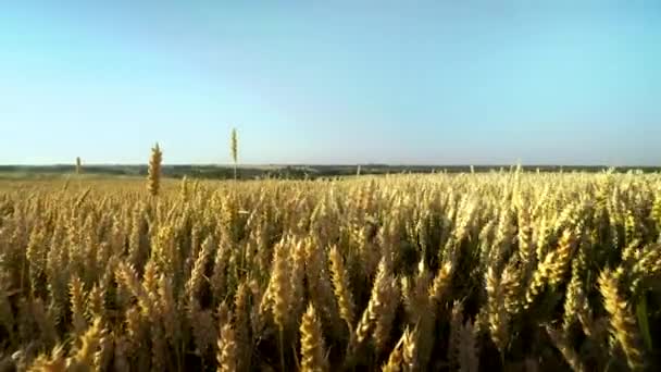 Weizenfeld. goldene Ähren auf dem Feld. Hintergrund der reifenden Ähren der Weizenwiese. Reiche Ernte. Landwirtschaft mit Naturprodukten. — Stockvideo