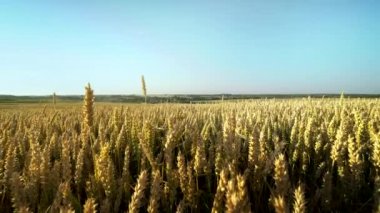 Buğday tarlası. Tarlada buğdayın altın kulakları. Çayır buğday tarlasının olgunlaşma kulaklarıarka. Zengin hasat. Doğal ürün tarımı.