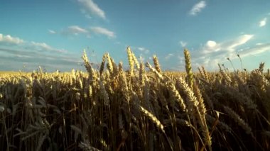 Buğday tarlası. Tarlada buğdayın altın kulakları. Çayır buğday tarlasının olgunlaşma kulaklarıarka. Zengin hasat. Doğal ürün tarımı.
