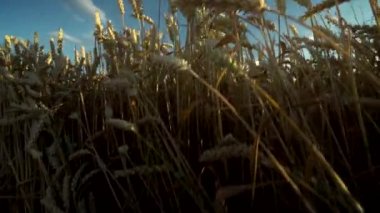 Buğday tarlası. Tarlada buğdayın altın kulakları. Çayır buğday tarlasının olgunlaşma kulaklarıarka. Zengin hasat. Doğal ürün tarımı.