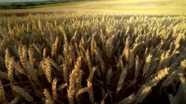 Buğday tarlası. Tarlada buğdayın altın kulakları. Çayır buğday tarlasının olgunlaşma kulaklarıarka. Zengin hasat. Doğal ürün tarımı.