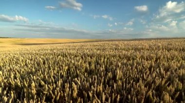 Buğday tarlası. Tarlada buğdayın altın kulakları. Çayır buğday tarlasının olgunlaşma kulaklarıarka. Zengin hasat. Doğal ürün tarımı.