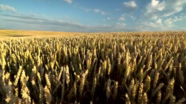Buğday tarlası. Tarlada buğdayın altın kulakları. Çayır buğday tarlasının olgunlaşma kulaklarıarka. Zengin hasat. Doğal ürün tarımı.