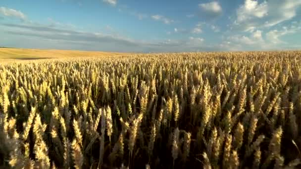 麦田。麦子在田野上的金耳。草甸麦田成熟耳的背景。丰收。天然农产品的农业. — 图库视频影像