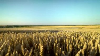 Buğday tarlası. Tarlada buğdayın altın kulakları. Çayır buğday tarlasının olgunlaşma kulaklarıarka. Zengin hasat. Doğal ürün tarımı.