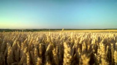 Buğday tarlası. Tarlada buğdayın altın kulakları. Çayır buğday tarlasının olgunlaşma kulaklarıarka. Zengin hasat. Doğal ürün tarımı.