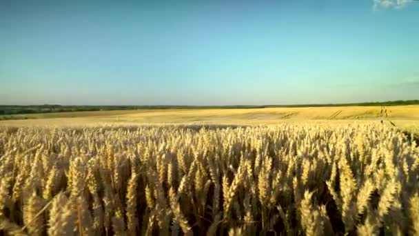 Campo de trigo. espigas doradas de trigo en el campo. El fondo de las espigas que maduran del campo de trigo del prado. Cosecha rica. Agricultura de productos naturales . — Vídeos de Stock
