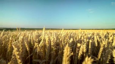 Buğday tarlası. Tarlada buğdayın altın kulakları. Çayır buğday tarlasının olgunlaşma kulaklarıarka. Zengin hasat. Doğal ürün tarımı.