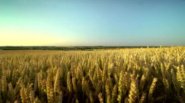 Buğday tarlası. Tarlada buğdayın altın kulakları. Çayır buğday tarlasının olgunlaşma kulaklarıarka. Zengin hasat. Doğal ürün tarımı.