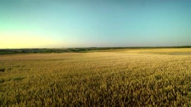 Buğday tarlası. Tarlada buğdayın altın kulakları. Çayır buğday tarlasının olgunlaşma kulaklarıarka. Zengin hasat. Doğal ürün tarımı.