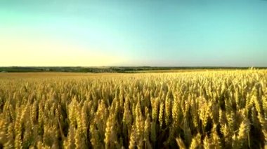 Buğday tarlası. Tarlada buğdayın altın kulakları. Çayır buğday tarlasının olgunlaşma kulaklarıarka. Zengin hasat. Doğal ürün tarımı.