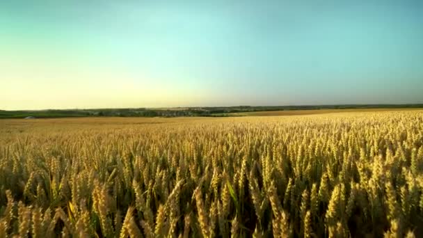 Weizenfeld. goldene Ähren auf dem Feld. Hintergrund der reifenden Ähren der Weizenwiese. Reiche Ernte. Landwirtschaft mit Naturprodukten. — Stockvideo