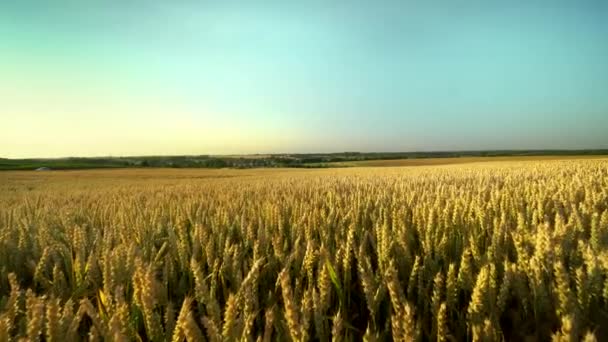 Champ de blé. Des épis de blé dorés sur le champ. Contexte de mûrissement des épis du champ de blé de prairie. Une récolte riche. Agriculture de produits naturels . — Video