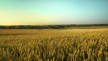 Buğday tarlası. Tarlada buğdayın altın kulakları. Çayır buğday tarlasının olgunlaşma kulaklarıarka. Zengin hasat. Doğal ürün tarımı.
