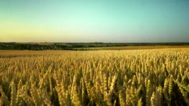 Buğday tarlası. Tarlada buğdayın altın kulakları. Çayır buğday tarlasının olgunlaşma kulaklarıarka. Zengin hasat. Doğal ürün tarımı.