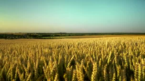 Champ de blé. Des épis de blé dorés sur le champ. Contexte de mûrissement des épis du champ de blé de prairie. Une récolte riche. Agriculture de produits naturels . — Video