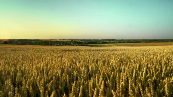 Campo de trigo. espigas doradas de trigo en el campo. El fondo de las espigas que maduran del campo de trigo del prado. Cosecha rica. Agricultura de productos naturales . — Vídeos de Stock