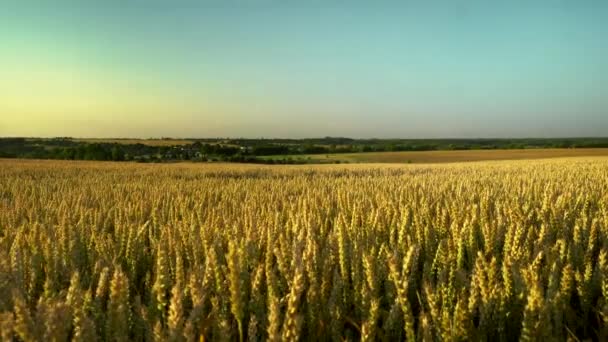 Campo de trigo. espigas doradas de trigo en el campo. El fondo de las espigas que maduran del campo de trigo del prado. Cosecha rica. Agricultura de productos naturales . — Vídeos de Stock