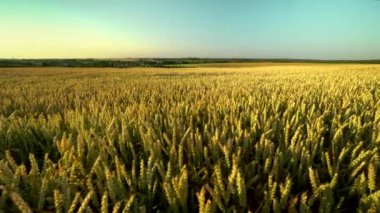 Buğday tarlası. Tarlada buğdayın altın kulakları. Çayır buğday tarlasının olgunlaşma kulaklarıarka. Zengin hasat. Doğal ürün tarımı.