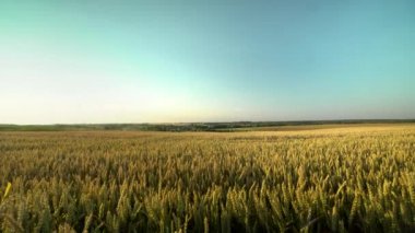 Buğday tarlası. Tarlada buğdayın altın kulakları. Çayır buğday tarlasının olgunlaşma kulaklarıarka. Zengin hasat. Doğal ürün tarımı.