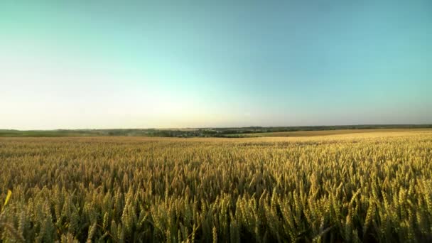 Buğday tarlası. Tarlada buğdayın altın kulakları. Çayır buğday tarlasının olgunlaşma kulaklarıarka. Zengin hasat. Doğal ürün tarımı. — Stok video