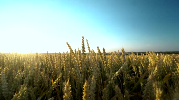 Vetefält. Gyllene öron av vete på fältet. Bakgrund av mognads öron av ängs vete fält. Rik skörd. Jordbruk av naturprodukt. — Stockvideo