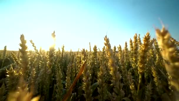 Pole pszenicy. Złote uszy pszenicy na boisku. Tło dojrzewania uszu pola pszenicy łące. Bogate zbiory. Rolnictwo produktów naturalnych. — Wideo stockowe