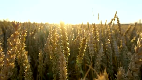 Campo di grano. Pere d'oro di grano sul campo. Sfondo di maturazione spighe di prato campo di grano. Ricco raccolto. Agricoltura di prodotti naturali . — Video Stock