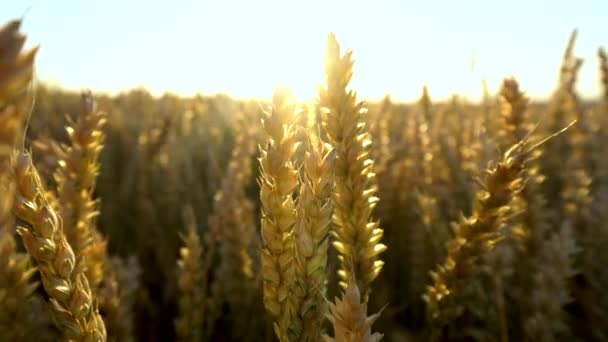 小麦畑畑に小麦の黄金の耳。草原小麦畑の熟成耳の背景。豊かな収穫。天然物の農業. — ストック動画