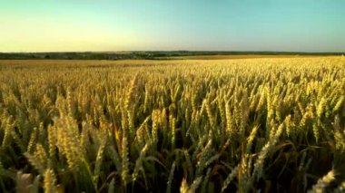 Buğday tarlası. Tarlada buğdayın altın kulakları. Çayır buğday tarlasının olgunlaşma kulaklarıarka. Zengin hasat. Doğal ürün tarımı.