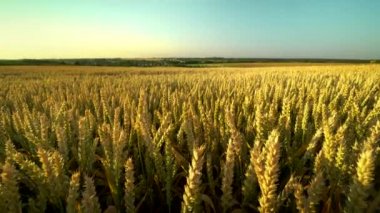 Buğday tarlası. Tarlada buğdayın altın kulakları. Çayır buğday tarlasının olgunlaşma kulaklarıarka. Zengin hasat. Doğal ürün tarımı.