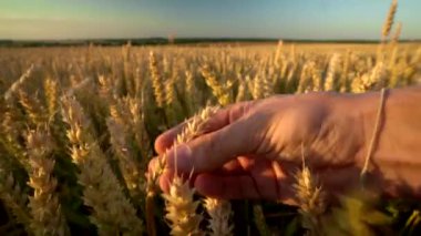 Güneşli sonbahar gününde altın tarlada sarı olgun buğday ın dikenli dikenleri dokunan adam el. Rüzgarda sallanan organik çavdar dikenleri. Hasat mevsimi. Tarım.