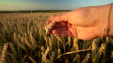 Güneşli sonbahar gününde altın tarlada sarı olgun buğday ın dikenli dikenleri dokunan adam el. Rüzgarda sallanan organik çavdar dikenleri. Hasat mevsimi. Tarım.
