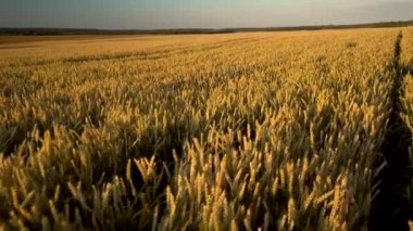 Buğday tarlası. Tarlada buğdayın altın kulakları. Çayır buğday tarlasının olgunlaşma kulaklarıarka. Zengin hasat. Doğal ürün tarımı.