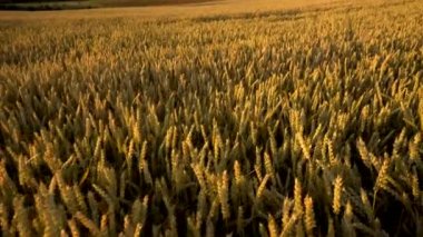 Buğday tarlası. Tarlada buğdayın altın kulakları. Çayır buğday tarlasının olgunlaşma kulaklarıarka. Zengin hasat. Doğal ürün tarımı.
