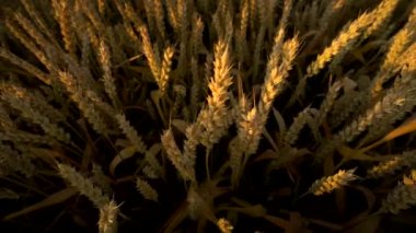 Buğday tarlası. Tarlada buğdayın altın kulakları. Çayır buğday tarlasının olgunlaşma kulaklarıarka. Zengin hasat. Doğal ürün tarımı.